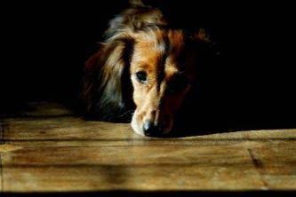 Hond aangetroffen met zilvergrijze plakband